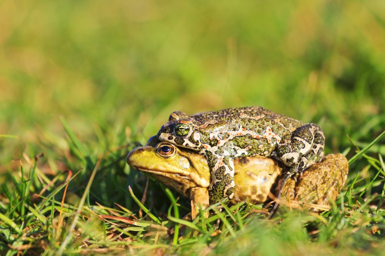 Euorpean Toad And Pool Frog Mating.jpg