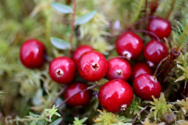 Cranberry Bush Wild.jpg