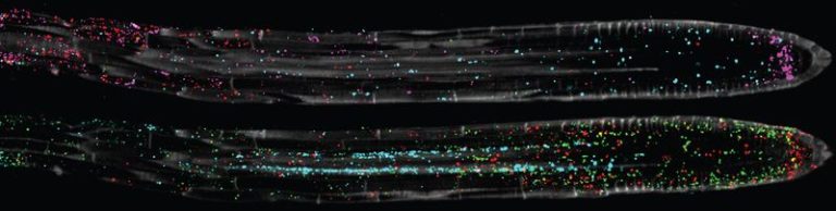 Phytomap Header Caption Plant Arabidopsis Thaliana Root Tips Analyzed With Phytomap Credit Salk Institute M.jpg