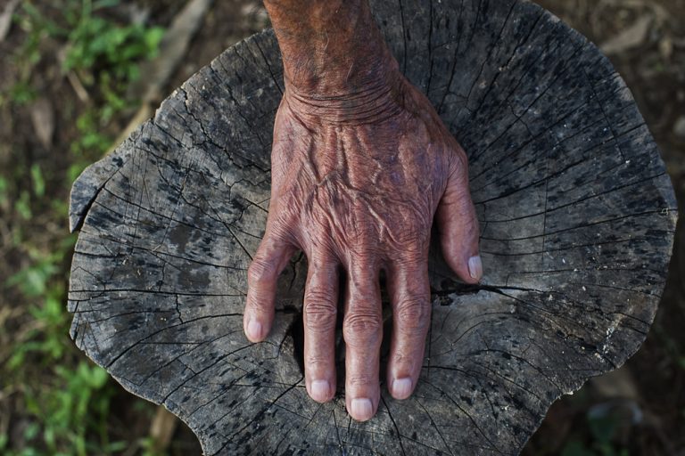 Ancient Human Hand Tree Stump Wood Archaeology Three Age System.jpg