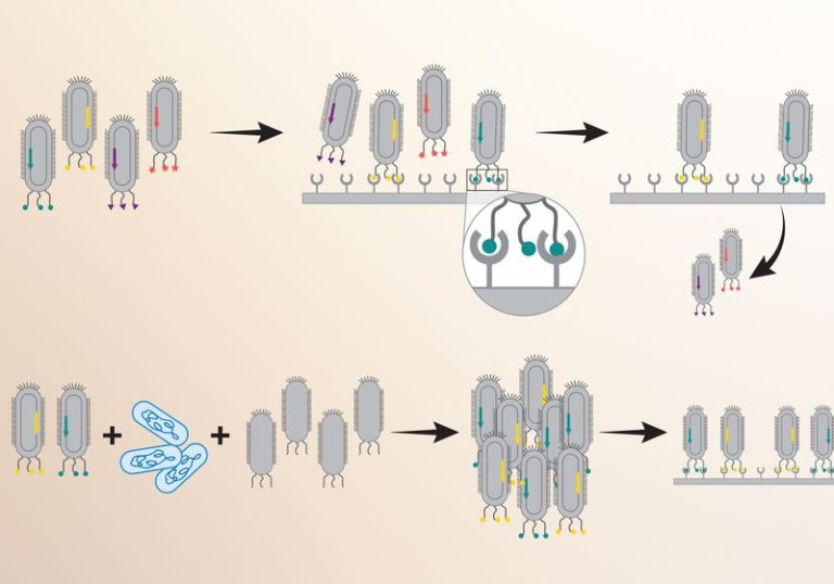 Article 12 23 Issue Methods Phage Infog M.jpg