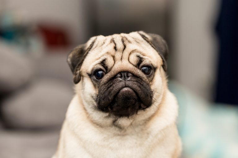 Cute Dog Pug Breed.jpg