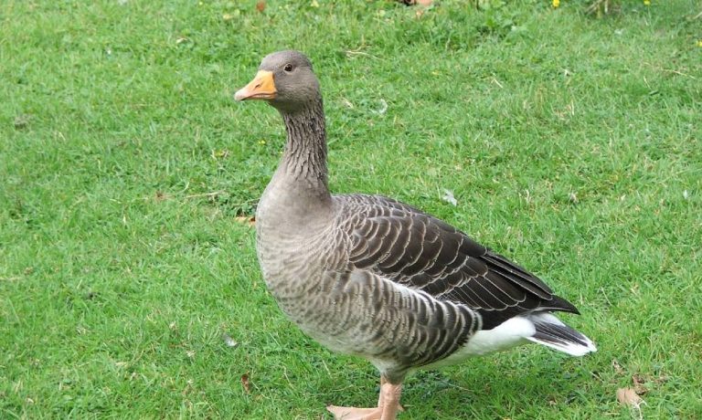 Goose Geese.jpg