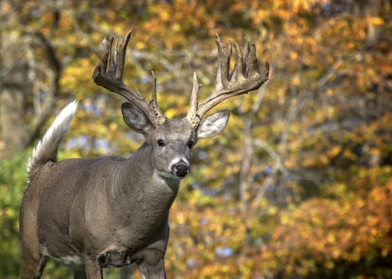 Large White Tail Buck With Large Antlers In The Fall.jpg