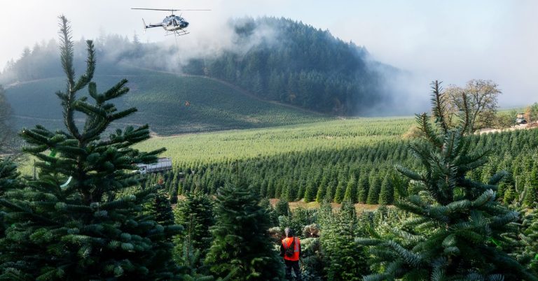 Xmastreefarm Science Gettyimages 1229702475.jpg