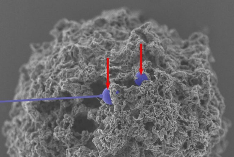 Decorated Nanoparticles Prevent Allergic Reactions .jpeg