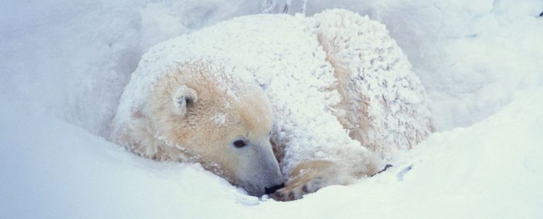 Polarbearallcurledupinandcoveredbysnow.jpg