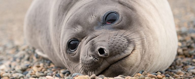 Baby Elephant Seal.jpg