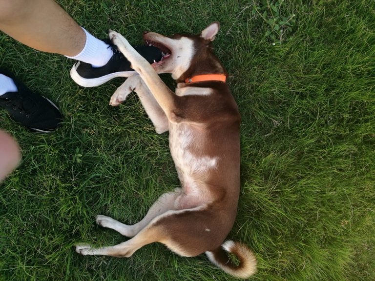 Brown Husky Dog Biting A Foot With A Black Tennis Shoe.jpg