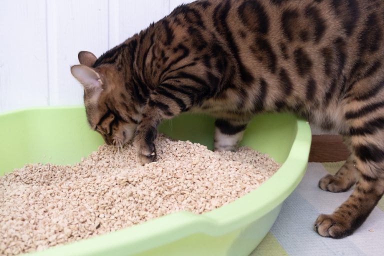 Cat And Litterbox.jpg