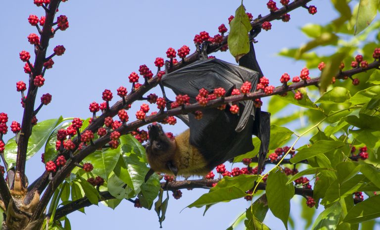 Fruit Bat Eating Small Red Fruit.jpg