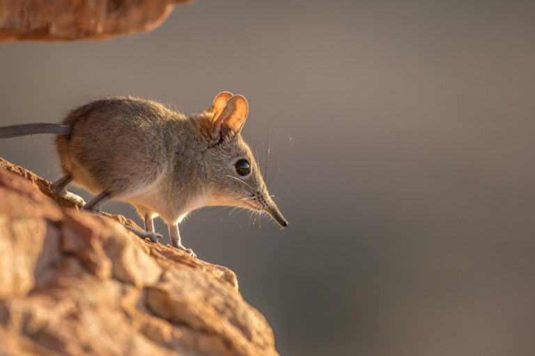 Shrew Mammal.jpg