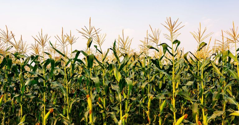 Maize Science Gettyimages 1202542106.jpg