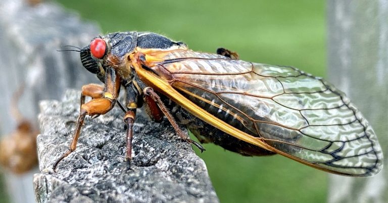 Cicada Emergence 1989198644.jpg