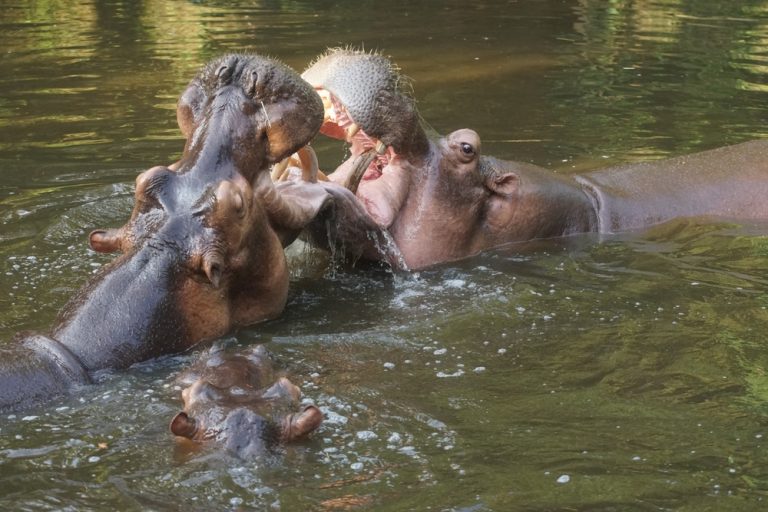 Hippo Mating Battle.jpg