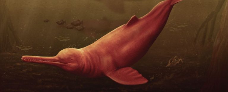 River Dolphin.jpg