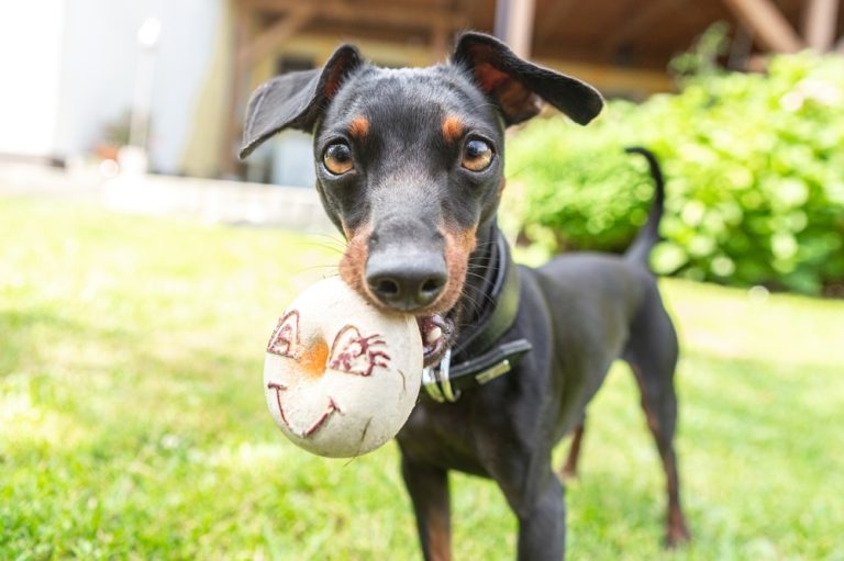 Small Alert Dog With Favorite Toy.jpg