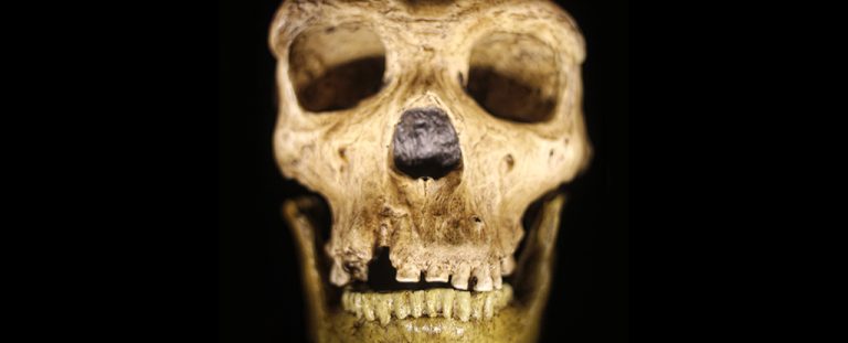 Neanderthalskull.jpg