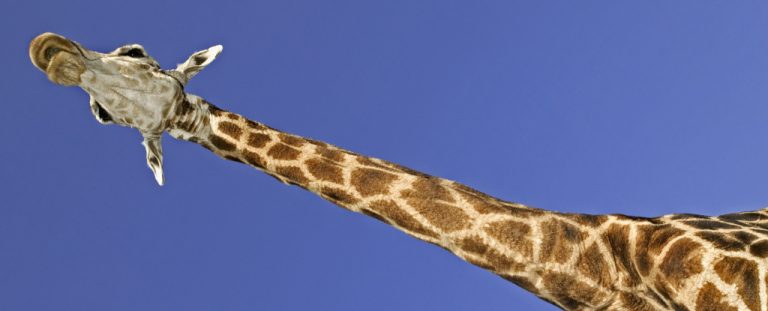 Whydogiraffeshavesuchlongnecks.jpg