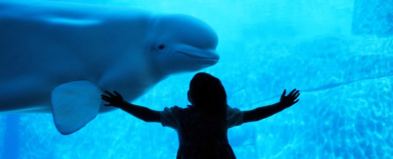 Beluga Whale Child.jpg