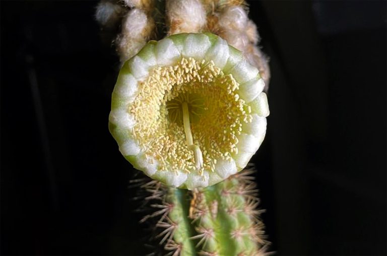 Cactus Web.jpg