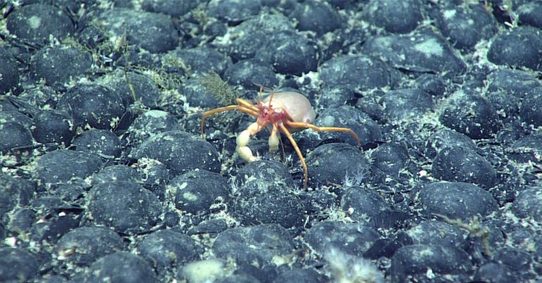 Crab Coral Hires.jpg