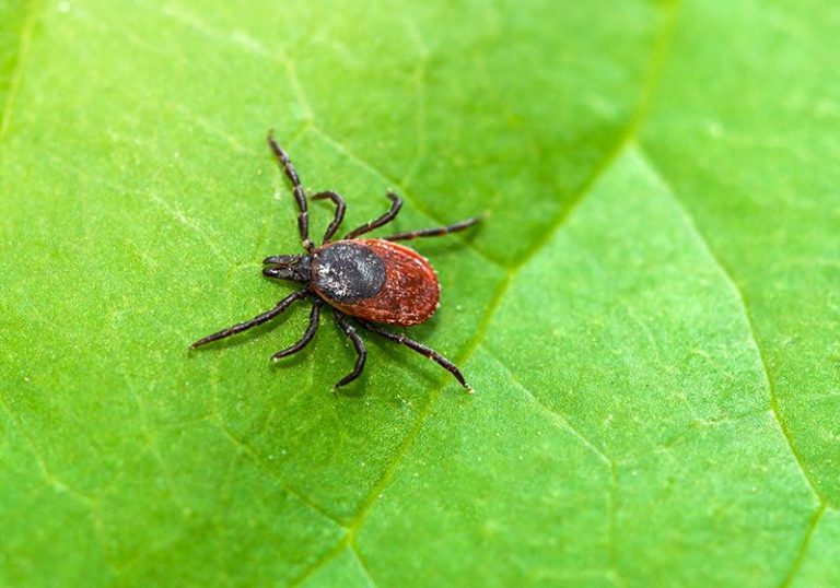 Tick 800x560 M.jpg