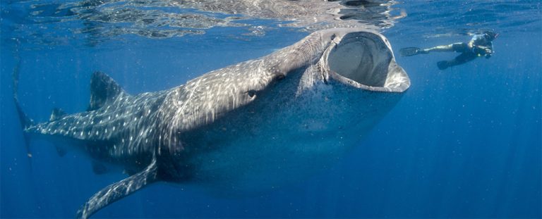 Whaleshark Open Mouth.jpg