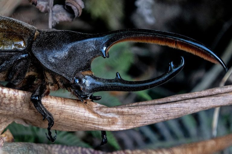 Rhinoceros Beetle Robot Insect.jpg