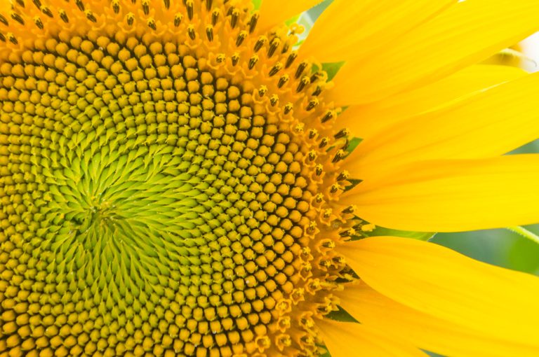 Detailed Sunflower With Seeds Fibonacci Sequence.jpg