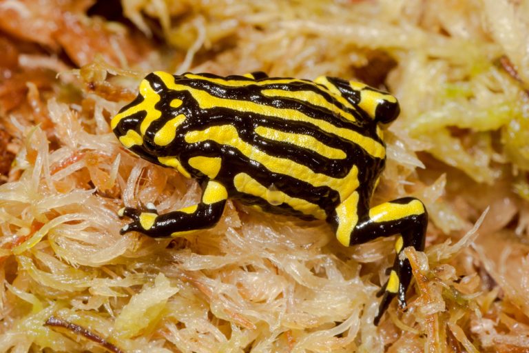 Southern Corroboree Frog.jpg