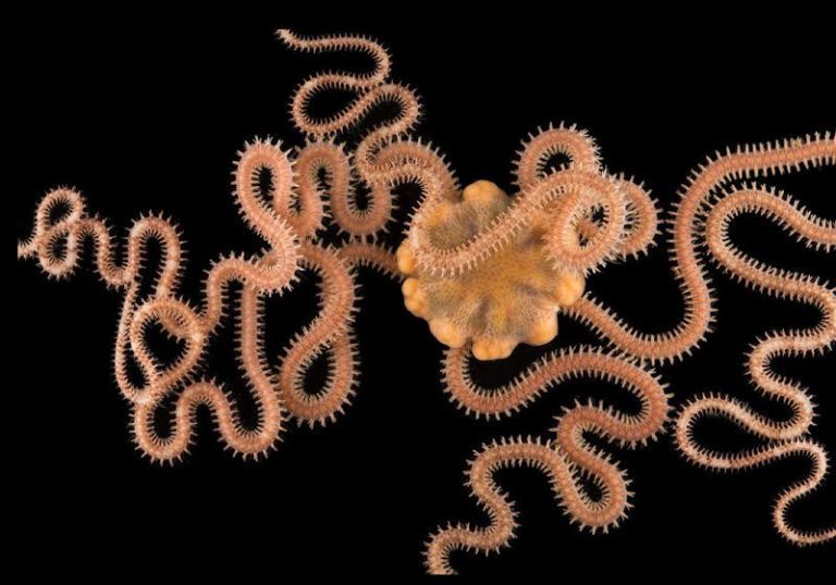 Brittlestar 800x560 M.jpg