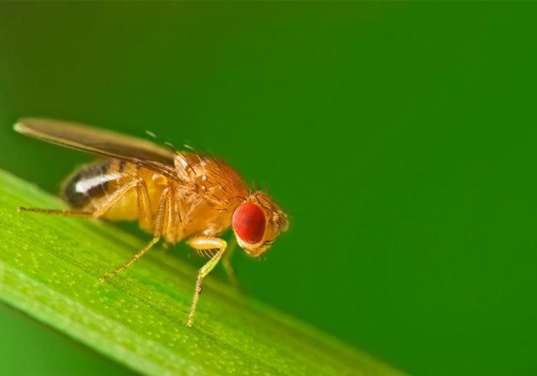 Drosophila800x560 M.jpg